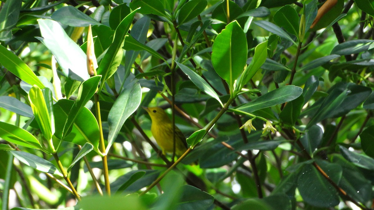 Yellow Warbler - ML494702041