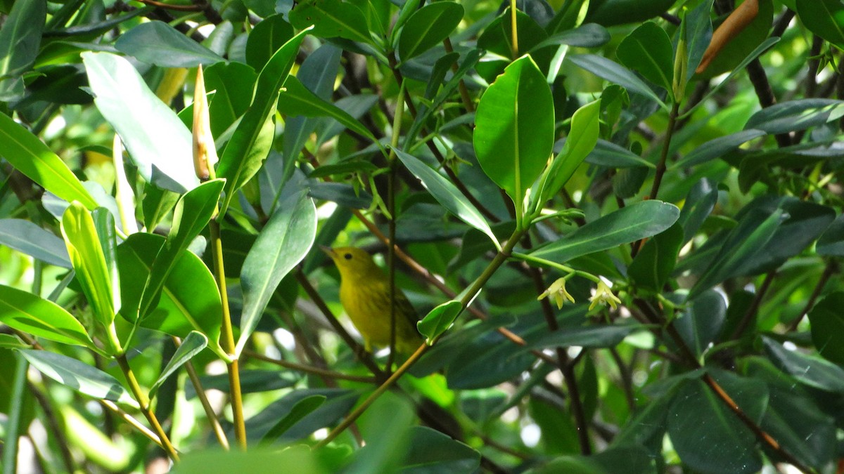 Yellow Warbler - ML494702051