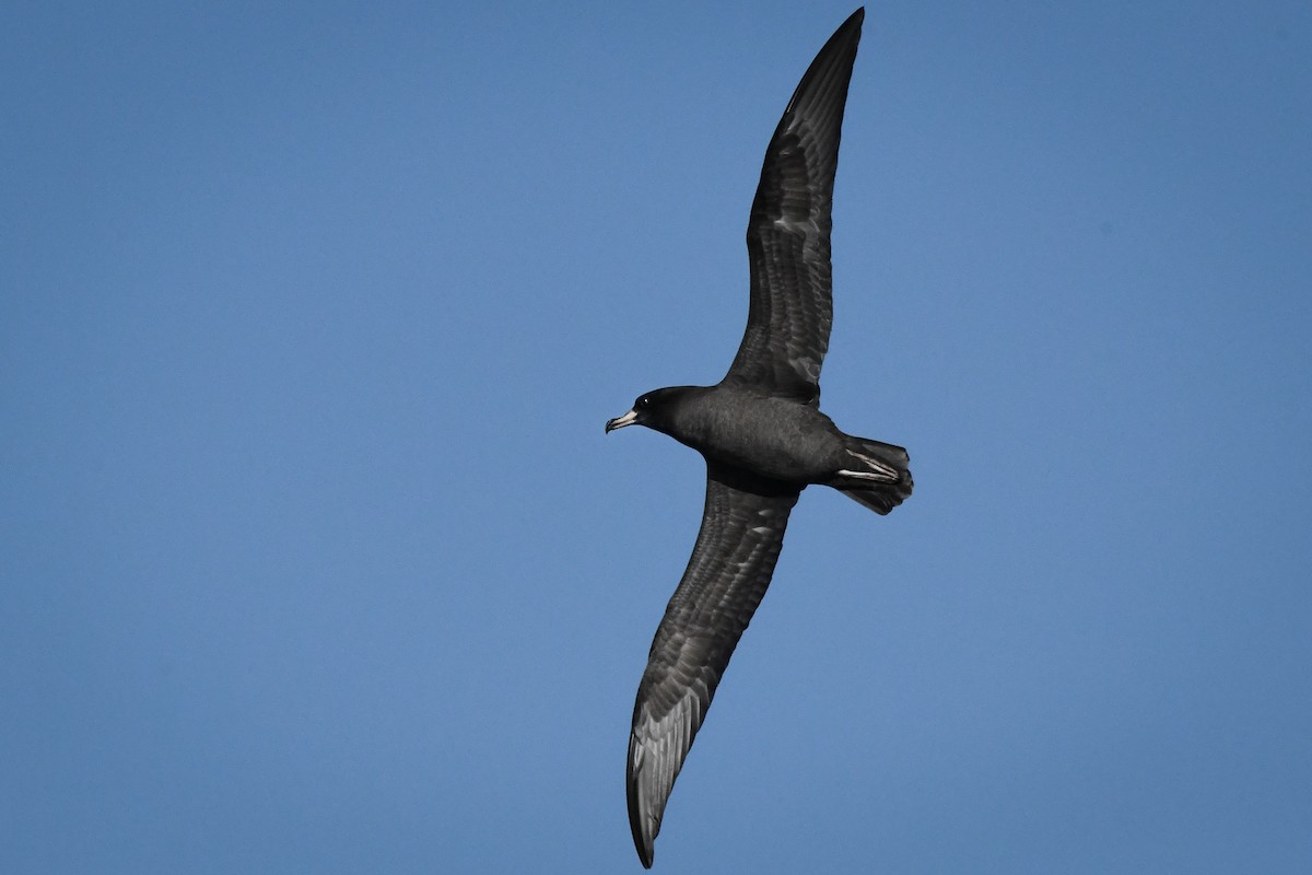 Flesh-footed Shearwater - ML494702701