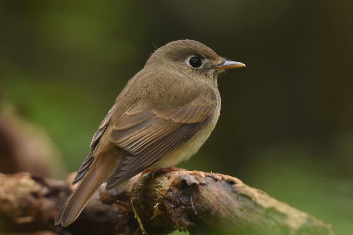Brown-breasted Flycatcher - Dr Mohammed Umer  Sharieff