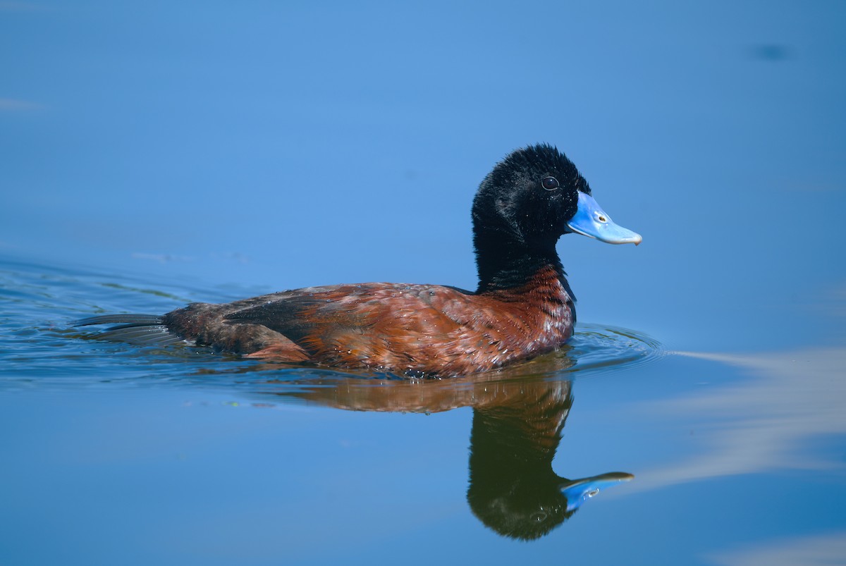 Blue-billed Duck - Nik Mulconray