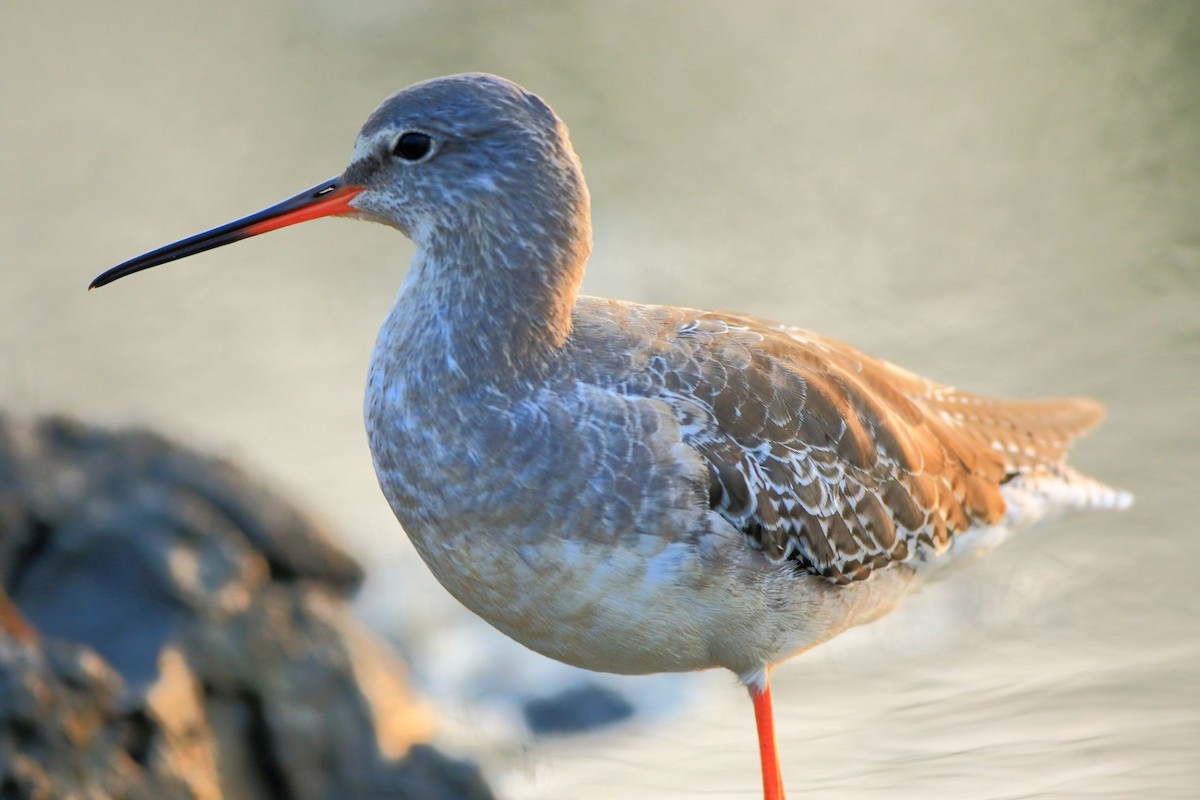 Spotted Redshank - ML49470461