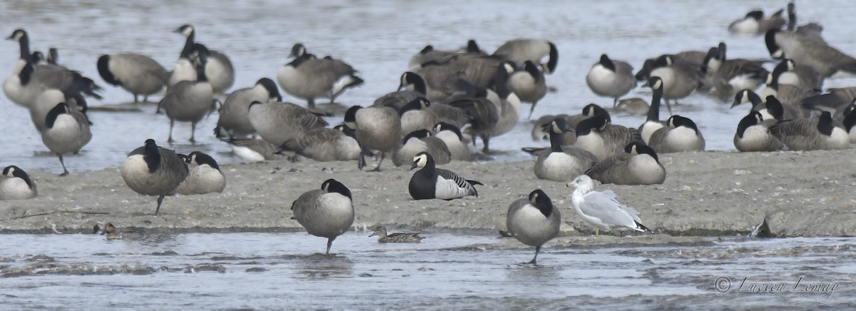 Barnacle Goose - Lucien Lemay