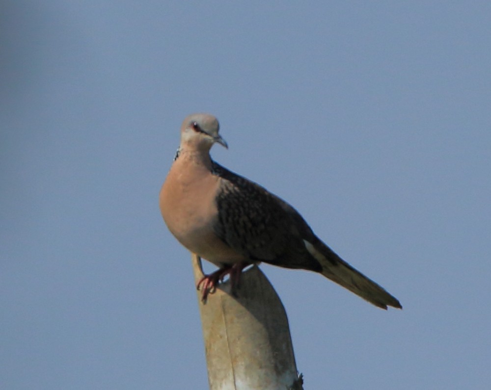 Spotted Dove - ML49470601