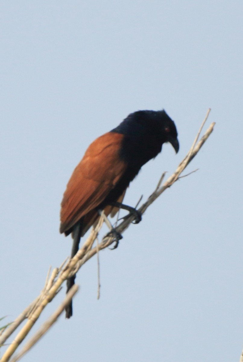 Greater Coucal - Arnab Pal