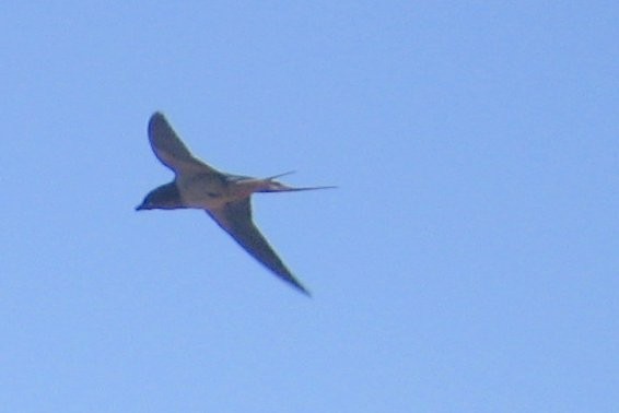 Barn Swallow - ML494709761