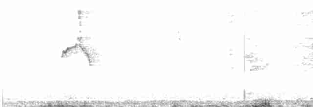 Тиранчик-короткодзьоб південний - ML494719011