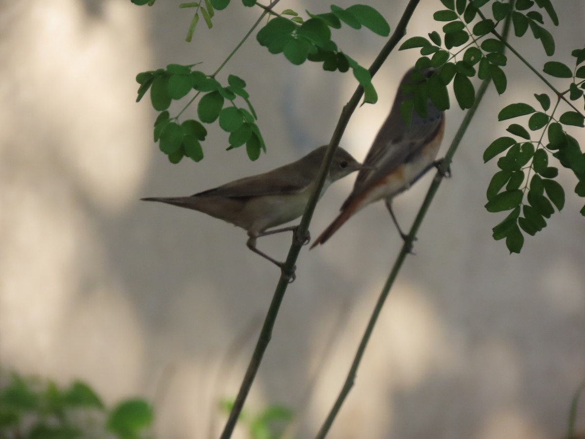 Common Reed Warbler - ML494719511