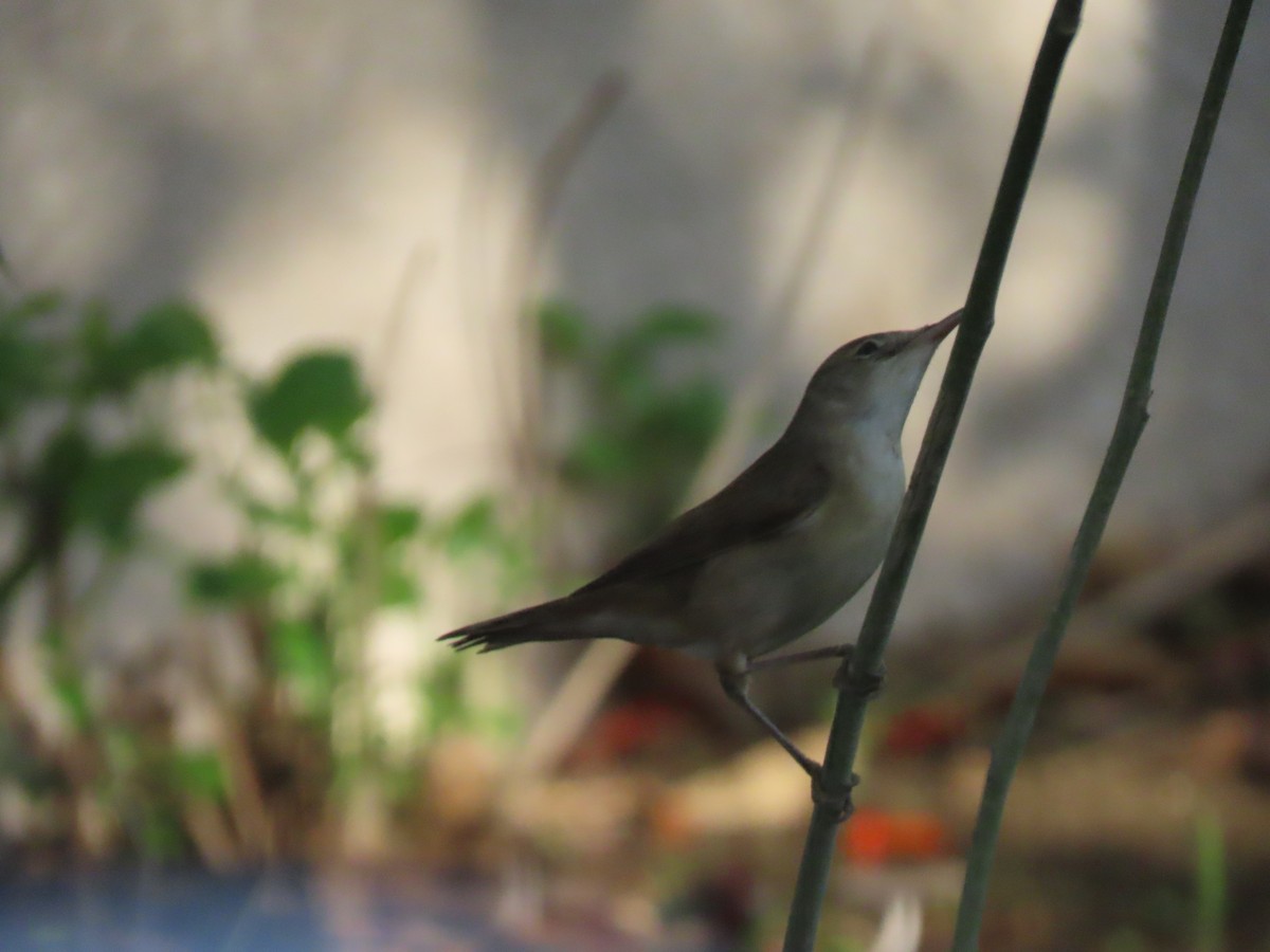 Common Reed Warbler - ML494719551