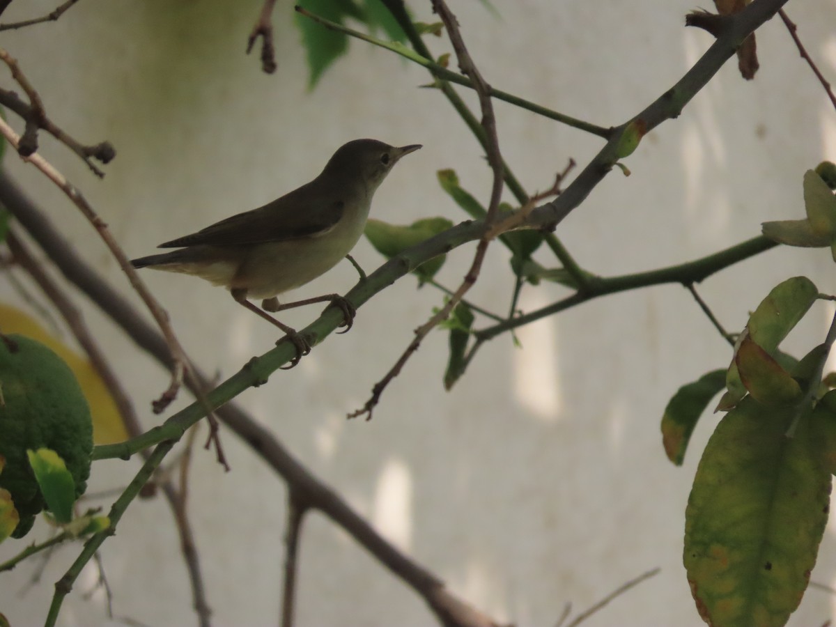 Common Reed Warbler - ML494719561