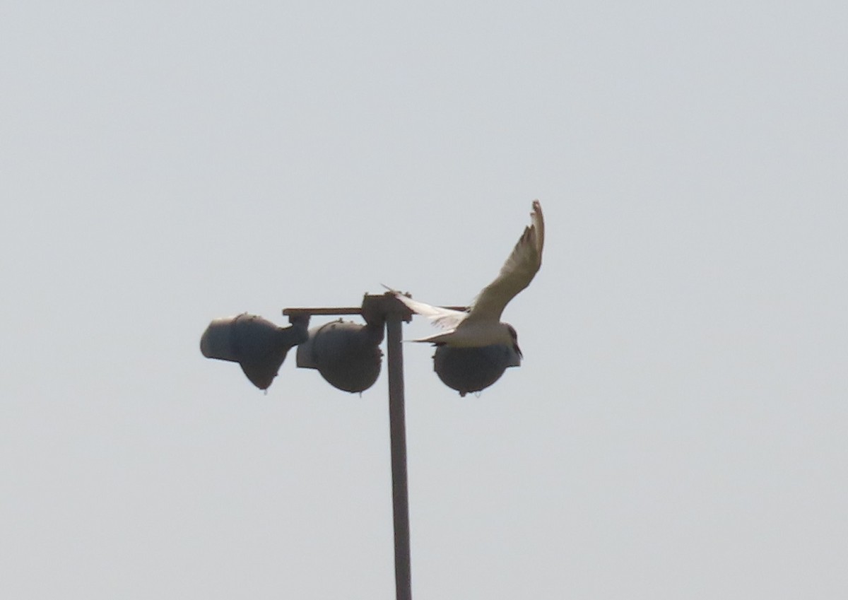 White-winged Tern - ML494721911