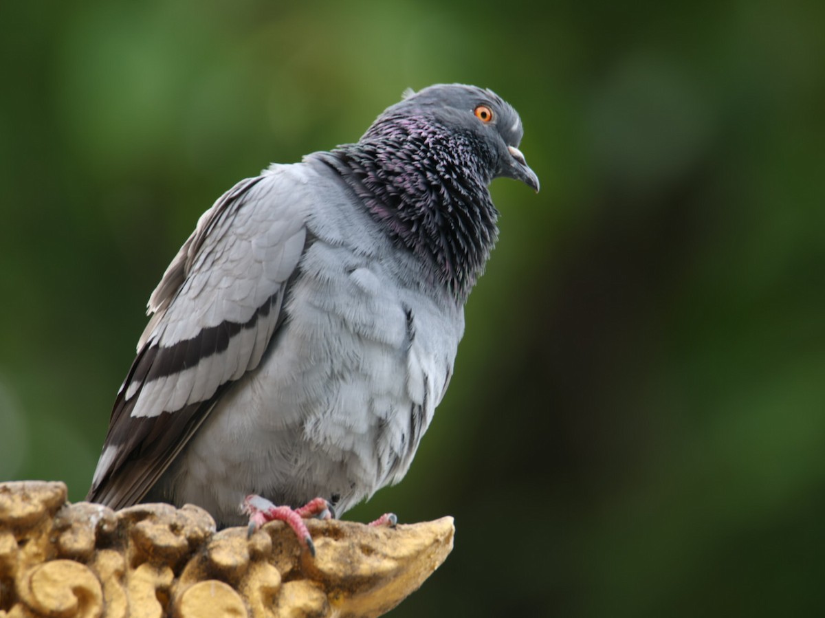 Rock Pigeon (Feral Pigeon) - ML494724031