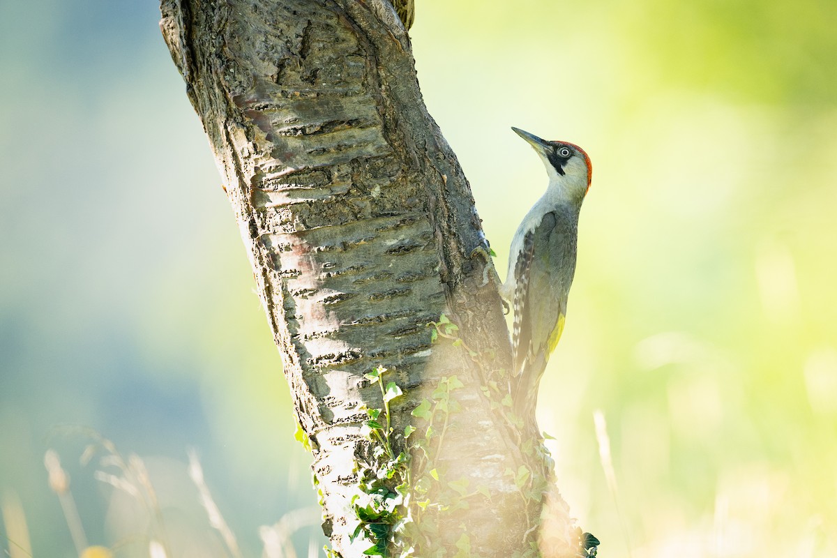 Eurasian Green Woodpecker (Eurasian) - ML494724471