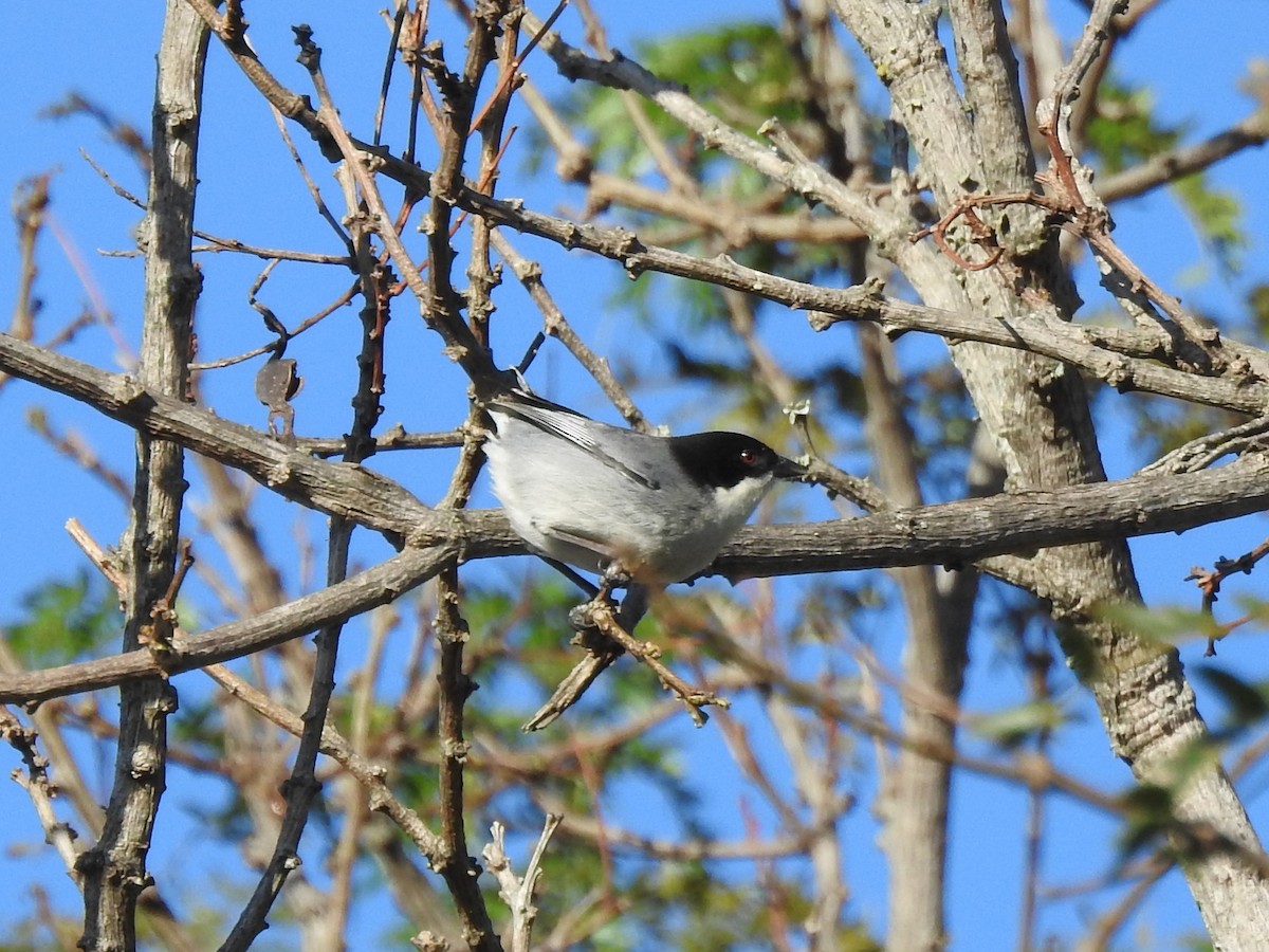 Black-capped Warbling Finch - ML494727551