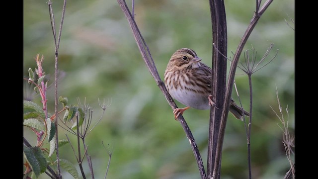 Savannah Sparrow (Savannah) - ML494728541