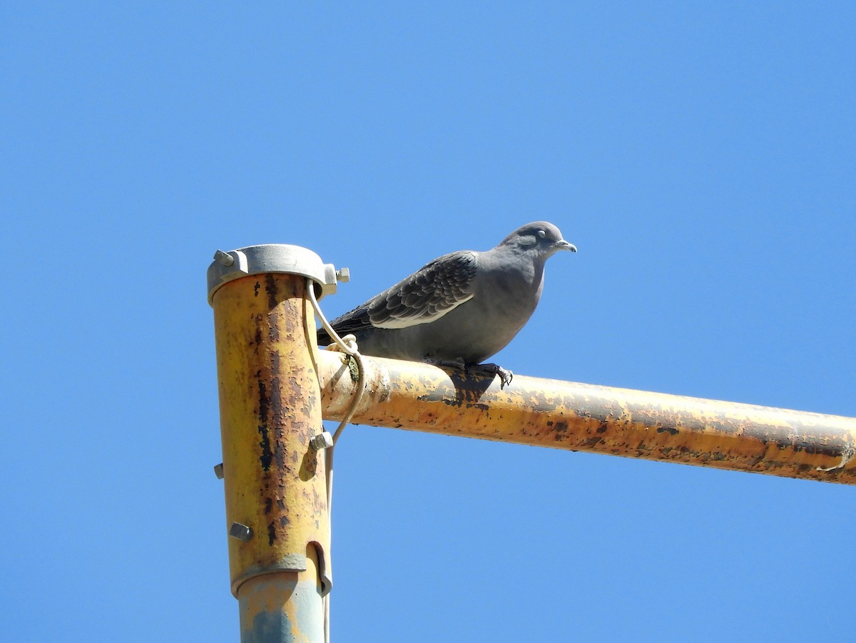 Spot-winged Pigeon - ML494735771