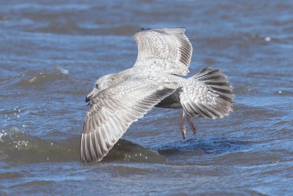 Herring x Glaucous-winged Gull (hybrid) - ML49474071