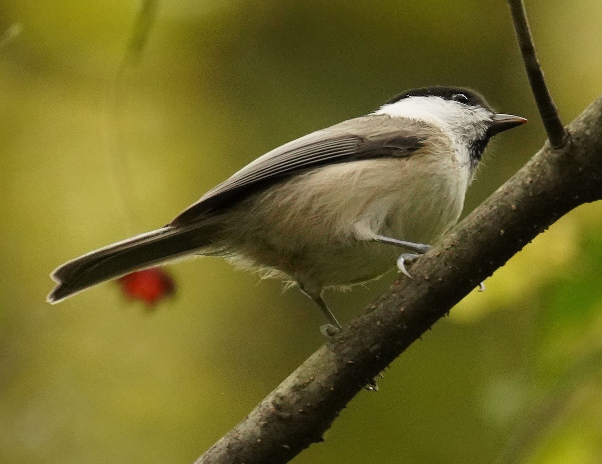 Willow Tit - Anonymous