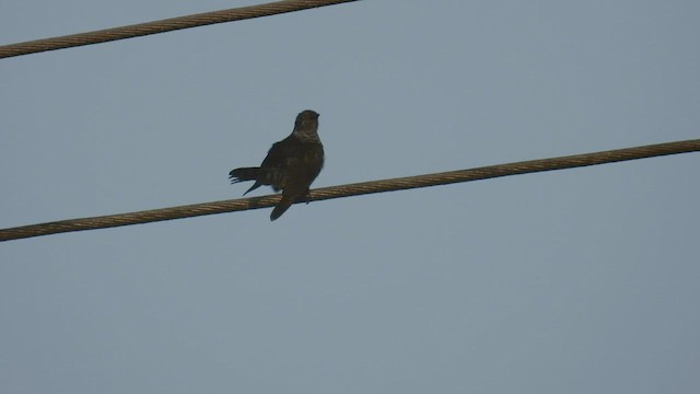 Little Bronze-Cuckoo (Banda) - ML494746321