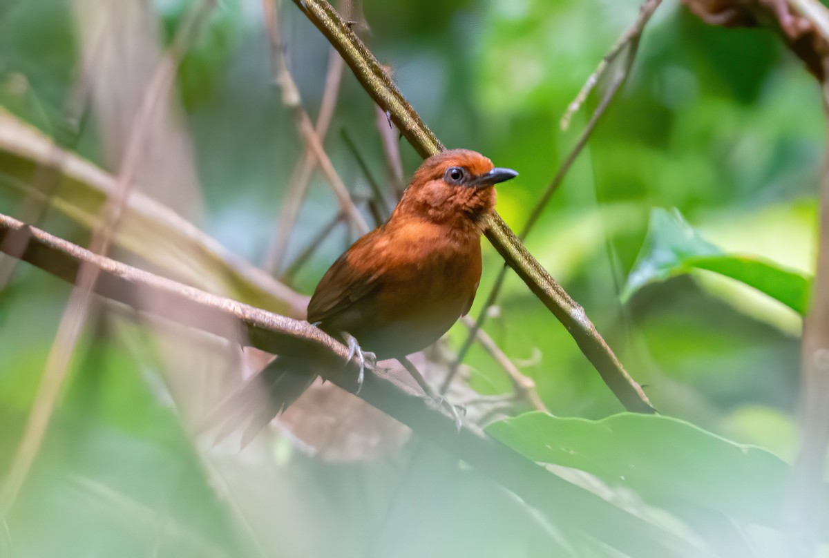Chestnut-throated Spinetail - ML494749051