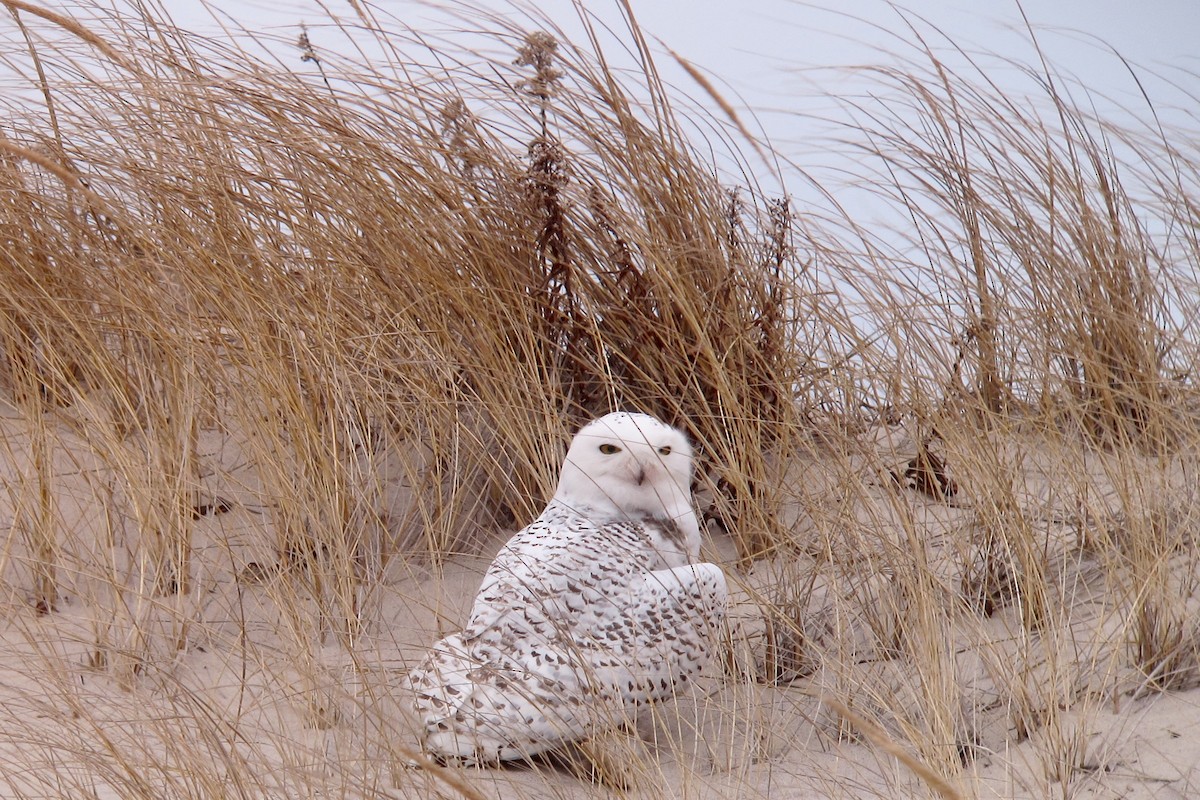 Snowy Owl - ML494752811