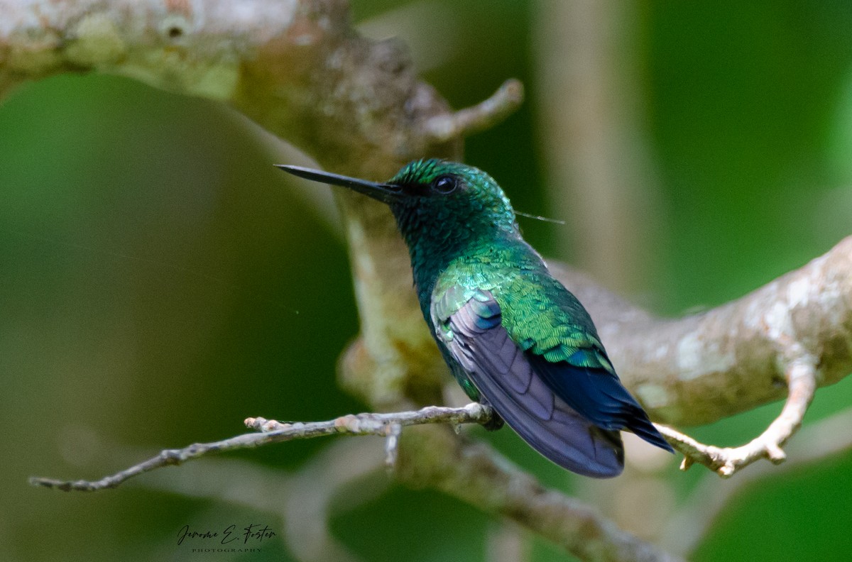 Blue-tailed Emerald - Jerome Foster