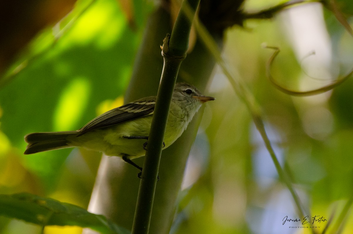 Northern Mouse-colored Tyrannulet - ML494756131