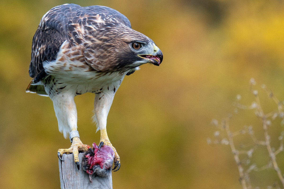 Red-tailed Hawk - M K