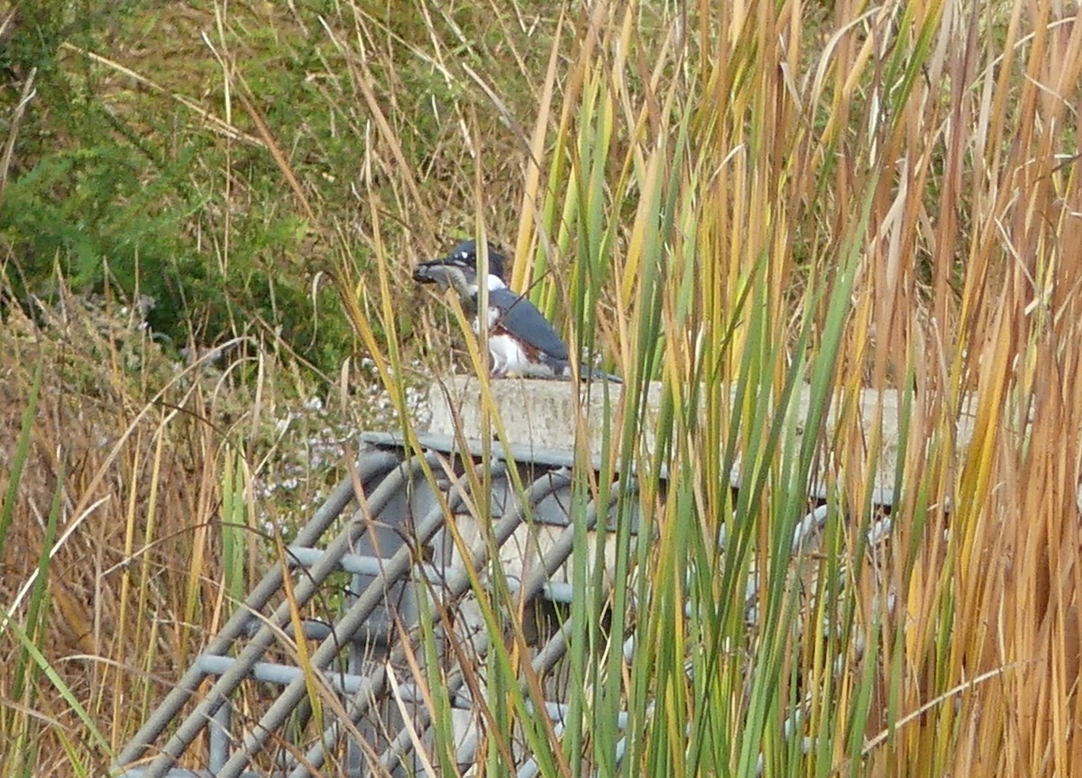 Belted Kingfisher - ML494757541
