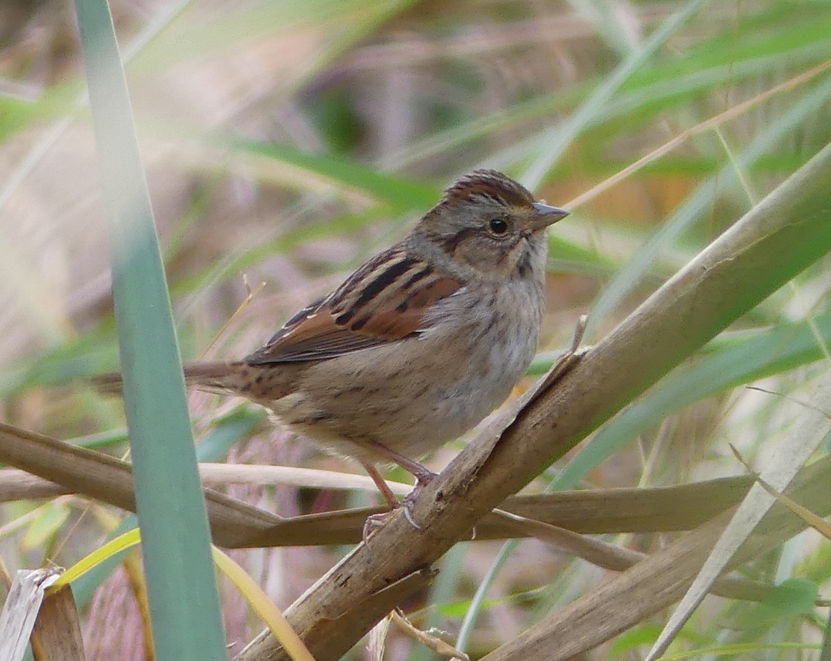 Swamp Sparrow - ML494758021
