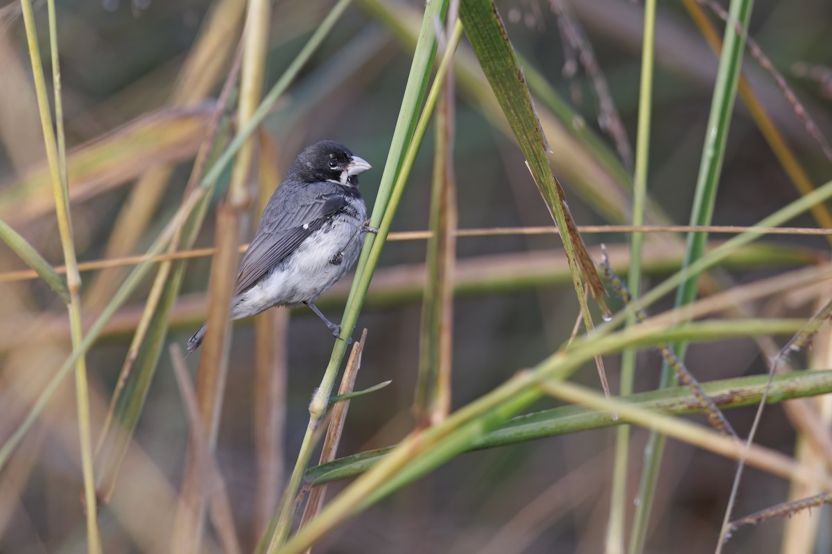 Double-collared Seedeater - ML494758061