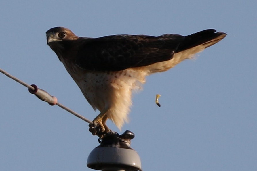 Red-tailed Hawk - ML494758511