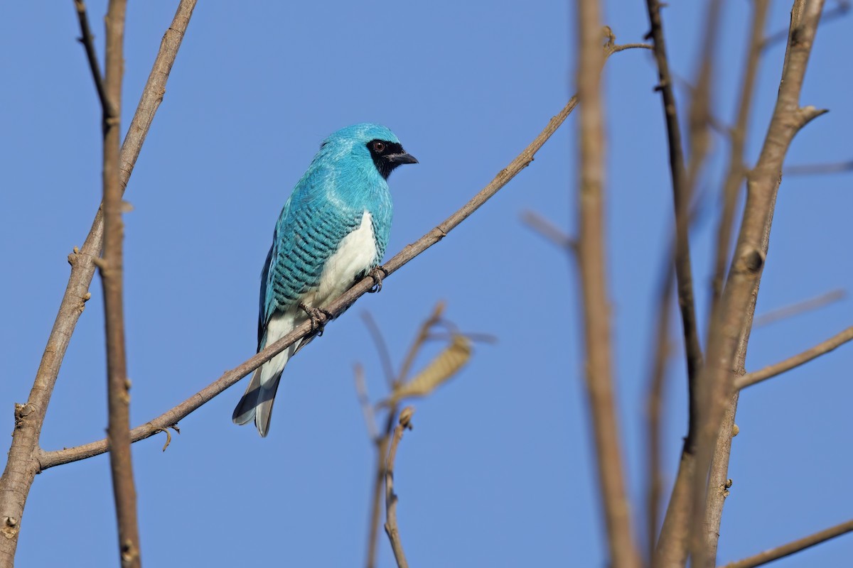 Swallow Tanager - ML494758621