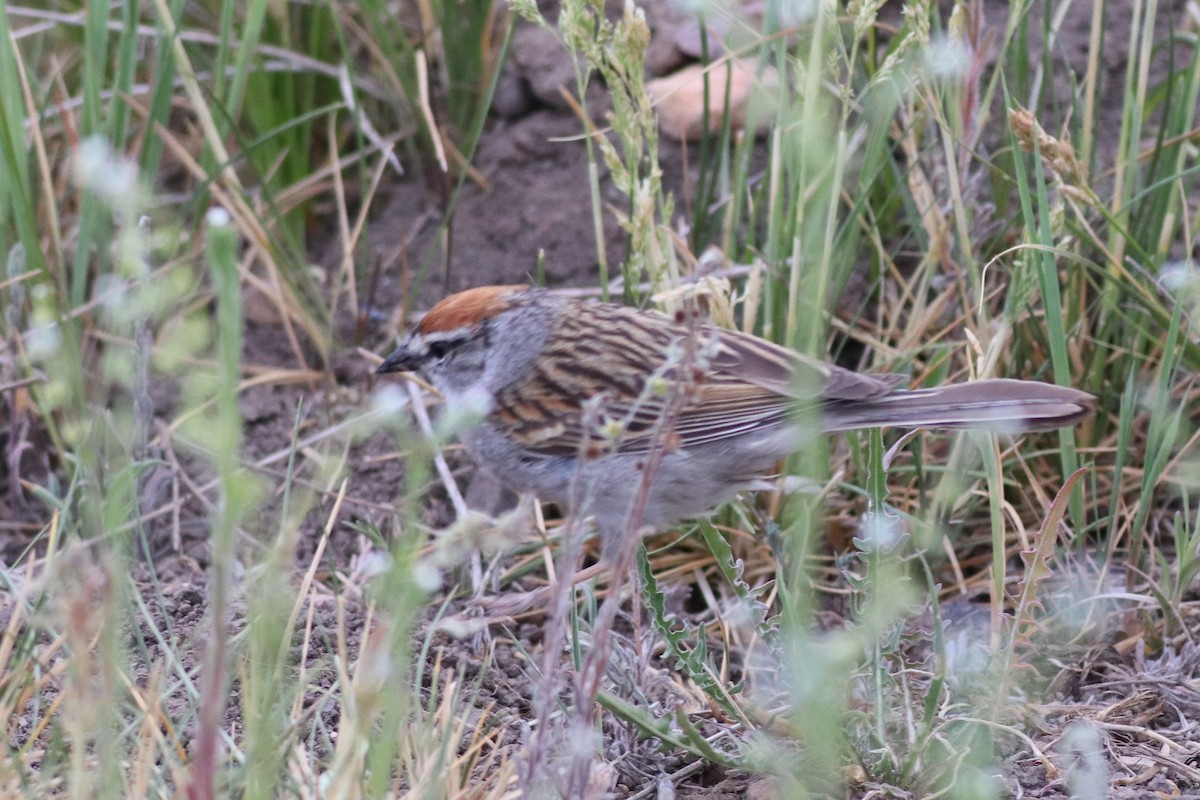 Chipping Sparrow - ML494760061