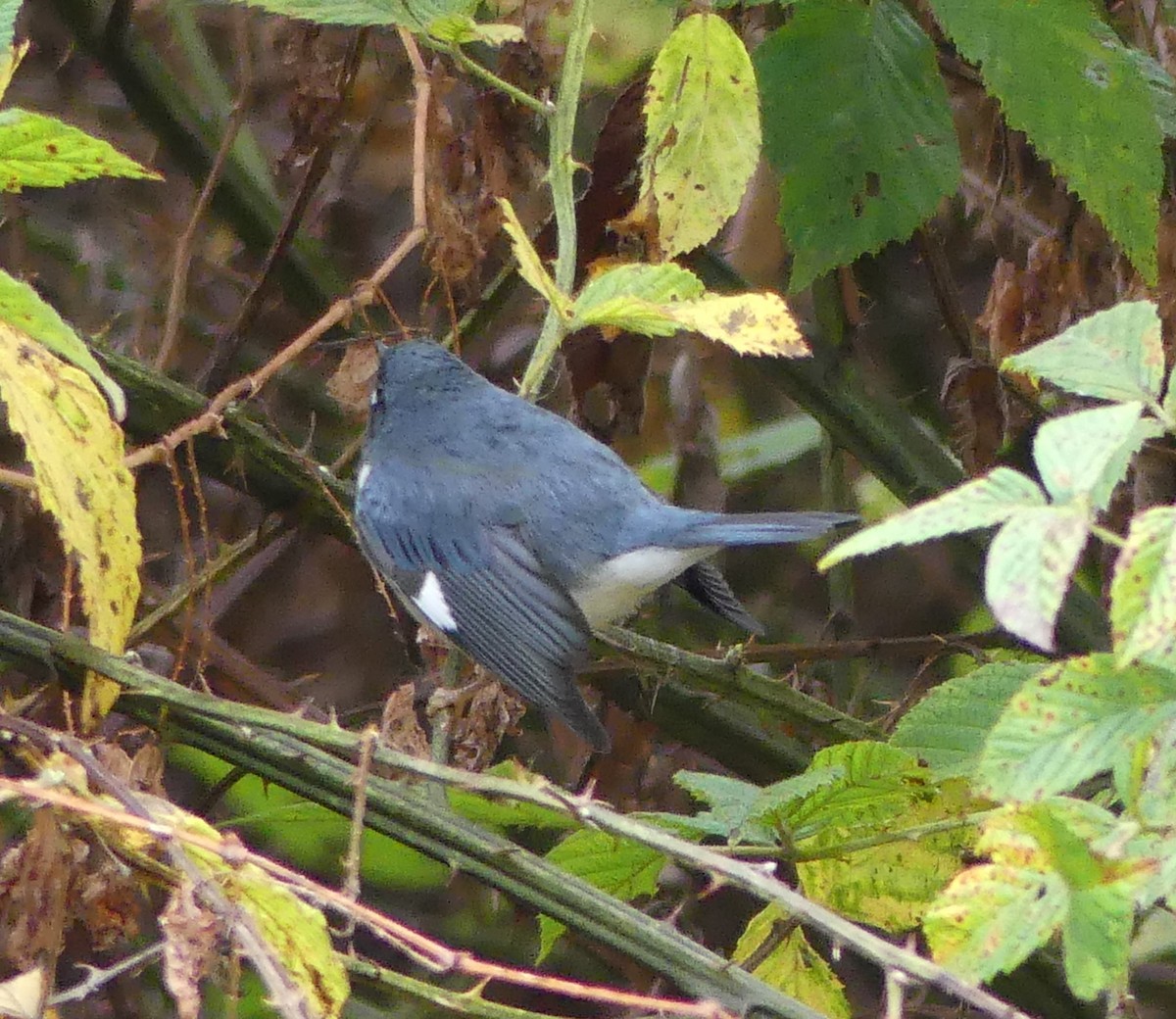 Black-throated Blue Warbler - ML494762191