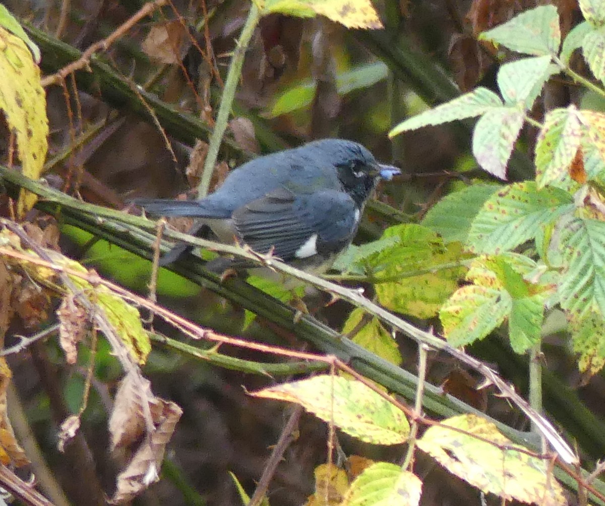 Black-throated Blue Warbler - ML494762231
