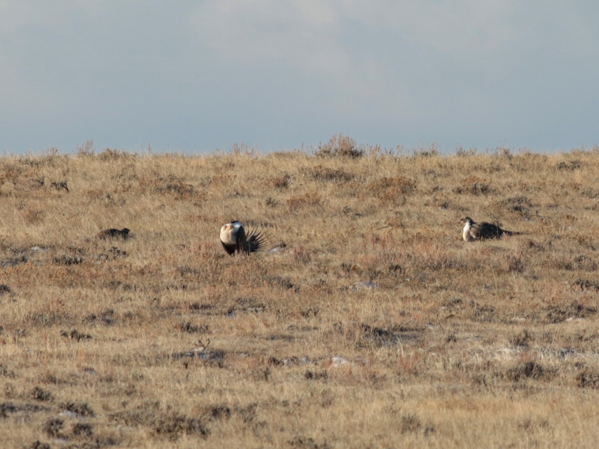 Greater Sage-Grouse - ML49476321