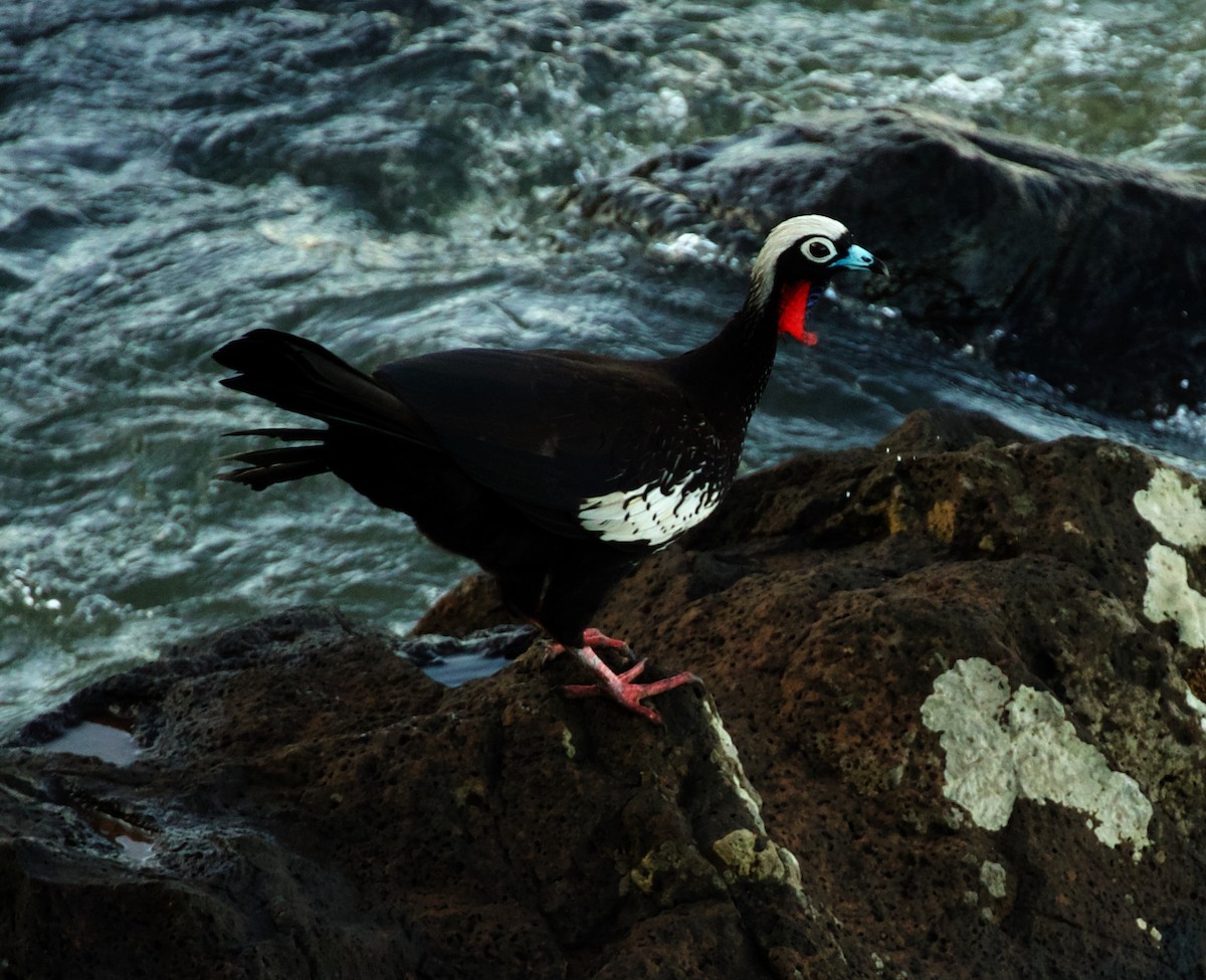 Black-fronted Piping-Guan - ML494764171