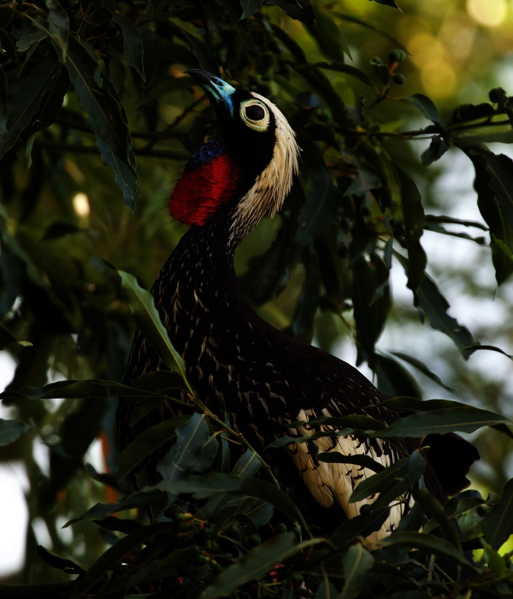 Black-fronted Piping-Guan - ML494764251