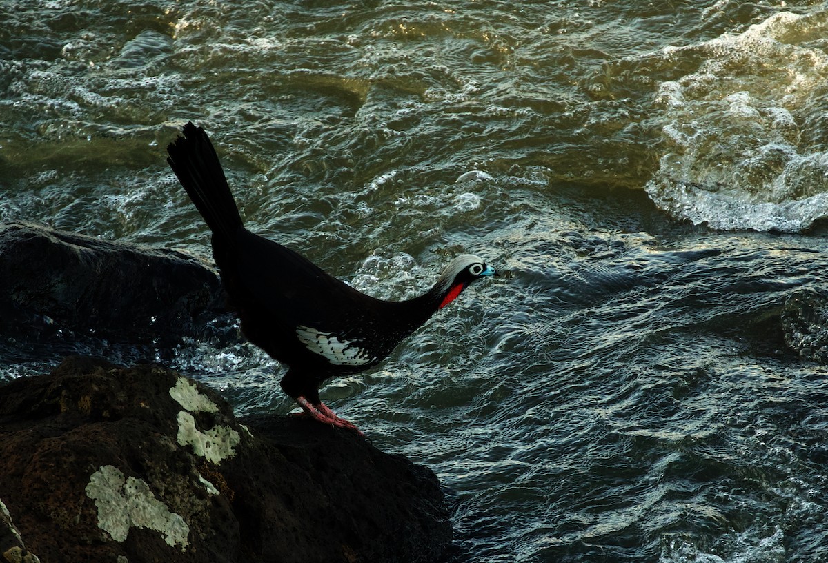 Black-fronted Piping-Guan - ML494764261