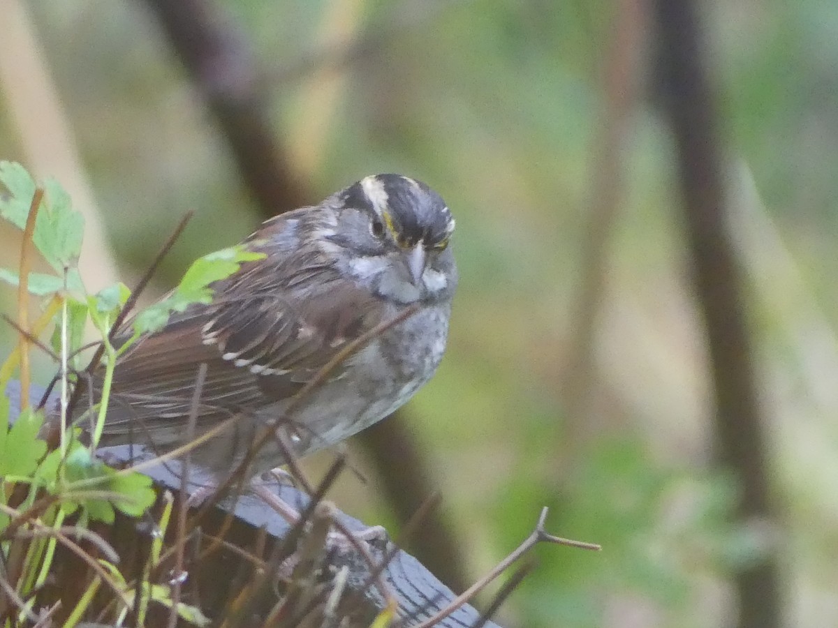 White-throated Sparrow - ML494766111