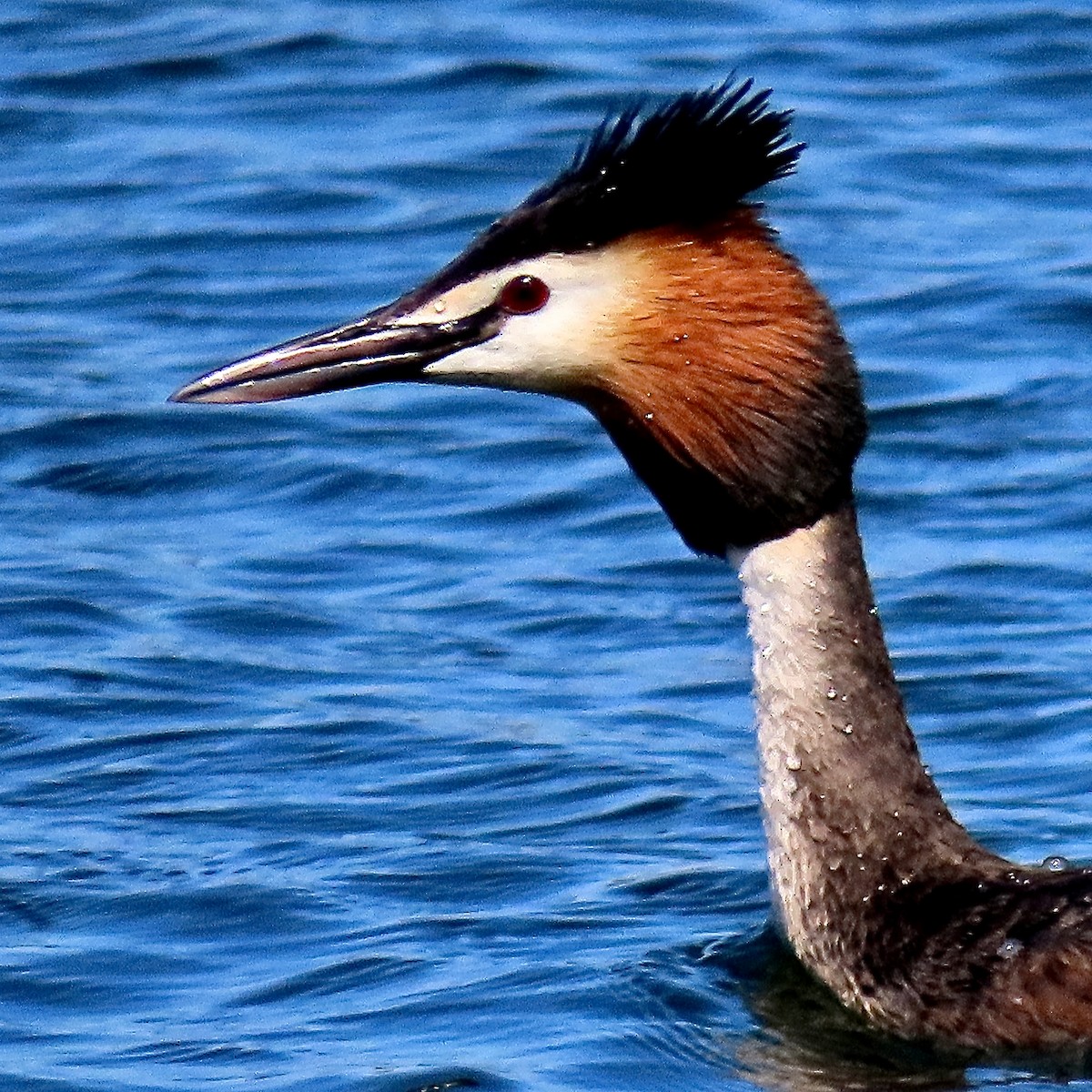 Great Crested Grebe - ML494767991