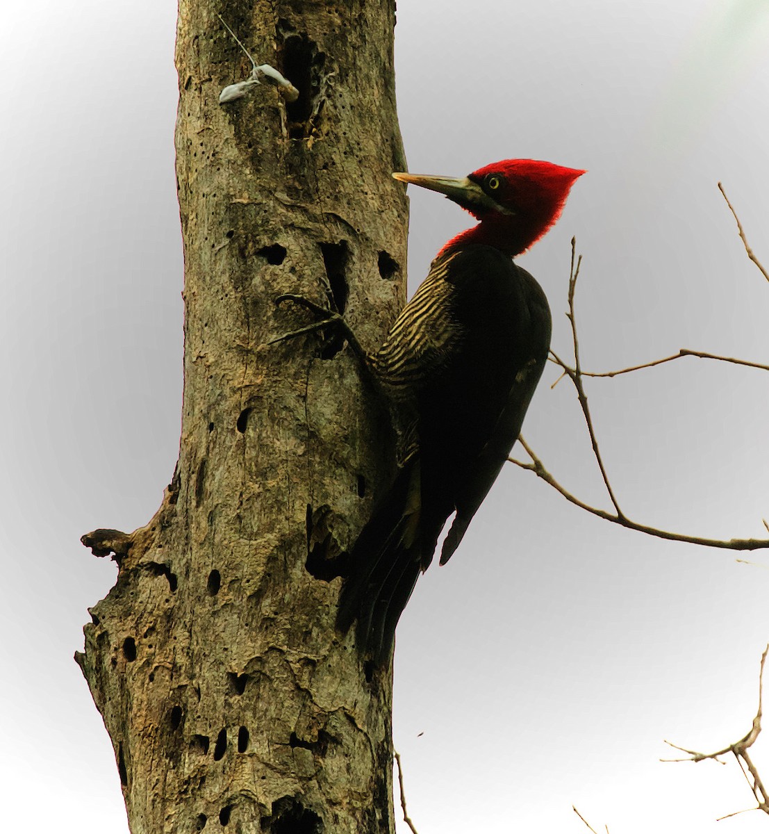 Robust Woodpecker - David Ascanio