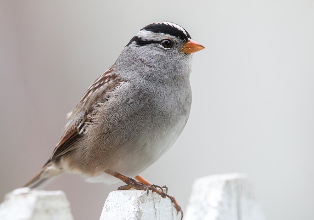 White-crowned Sparrow - ML494772891