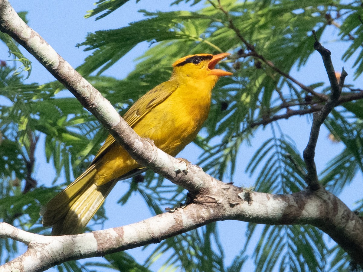 Inti Tanager - Heliothraupis oneilli - Birds of the World