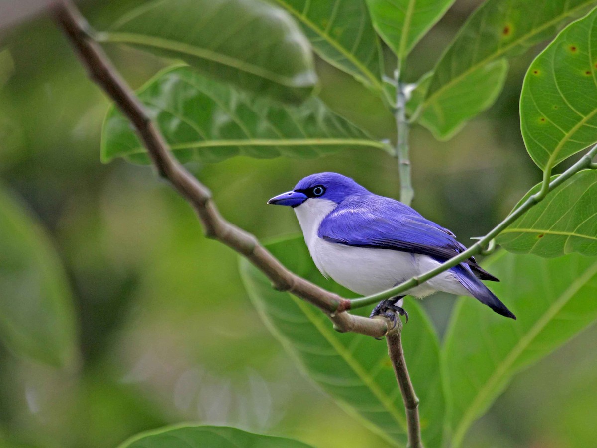 Comoro Blue Vanga - Cyanolanius comorensis - Birds of the World