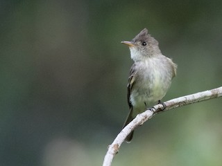  - Northern Tropical Pewee