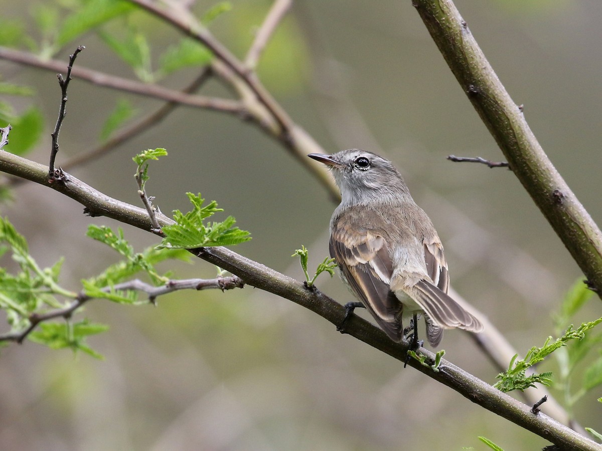 Marañon Tyrannulet Nesotriccus maranonicus Birds of the World