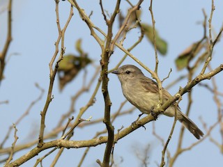  - Tumbes Tyrannulet