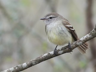  - Southern Mouse-colored Tyrannulet